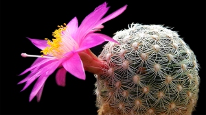 cactus flor